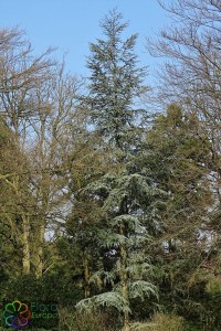 cedrus atlanticus (2).jpg_product_product